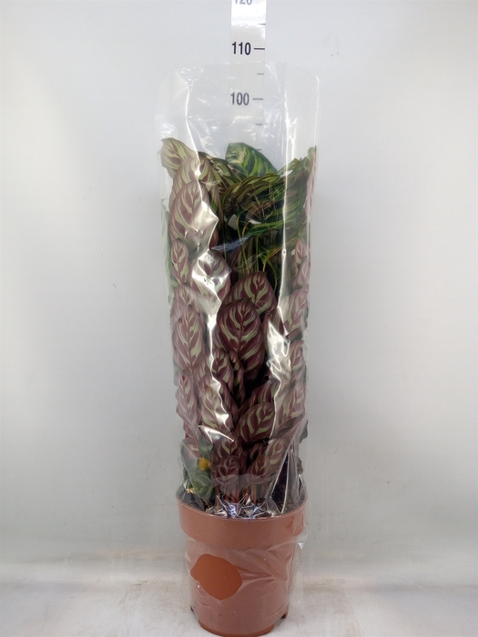 <h4>Calathea makoyana</h4>