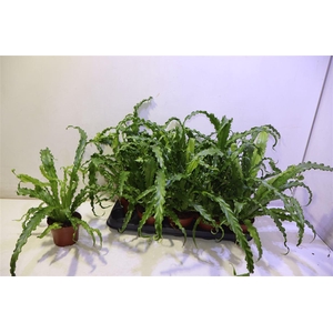 arr8 Asple Ant Osaka