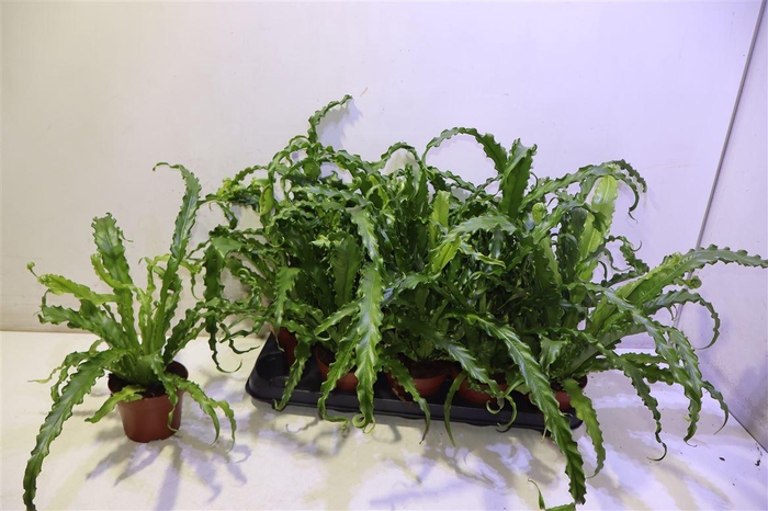 <h4>arr8 Asple Ant Osaka</h4>