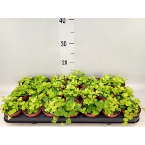 Peperomia rotundifolia