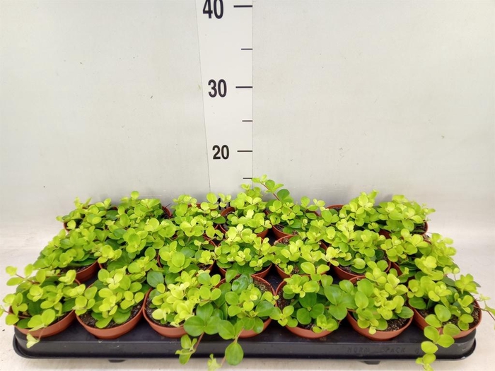 <h4>Peperomia rotundifolia</h4>