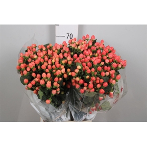 Hyp Mag Roy Princess