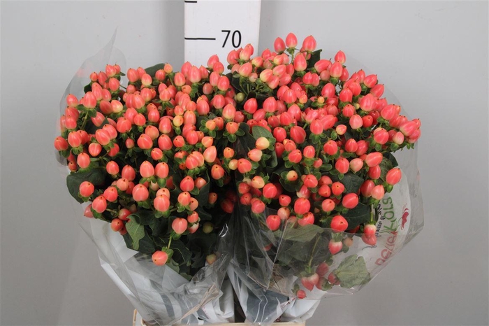 <h4>Hyp Mag Roy Princess</h4>