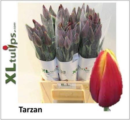 <h4>Tu Fr En Tarzan</h4>