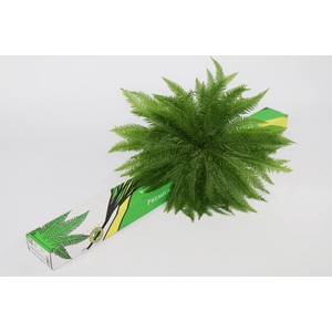 Umbrella (air) Premium x5