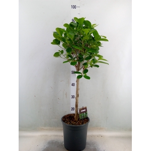 Ficus microcarpa 'Moclame'