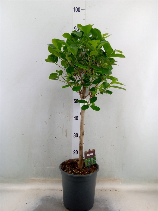 <h4>Ficus microcarpa 'Moclame'</h4>