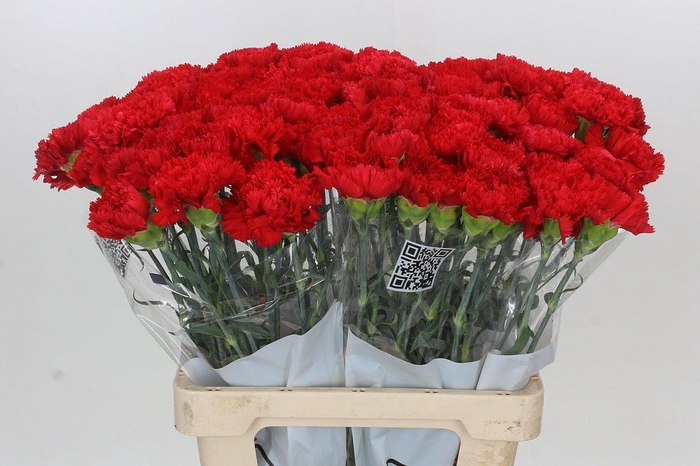 <h4>Dianthus St Gennaro</h4>