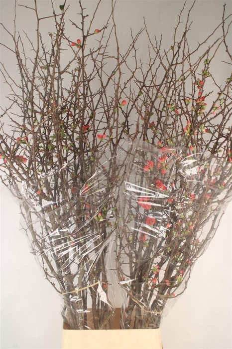 <h4>Chaenomeles Superba</h4>