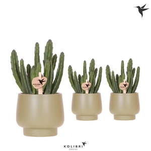 Kolibri Greens Stapelia Leendertziae in Scandic pot green