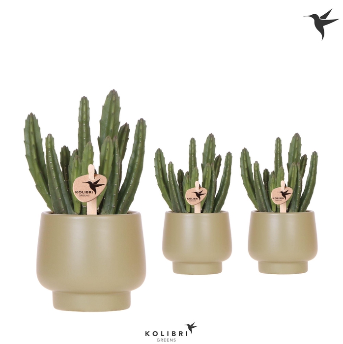 <h4>Kolibri Greens Stapelia Leendertziae in Scandic pot green</h4>