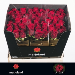 RS GR RED NAOMI R GR RED NAOMI! 2-3