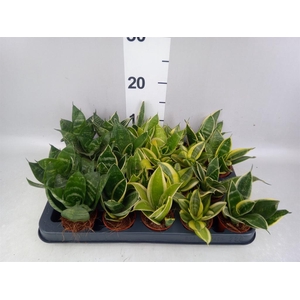 Sansevieria trifa.   ...