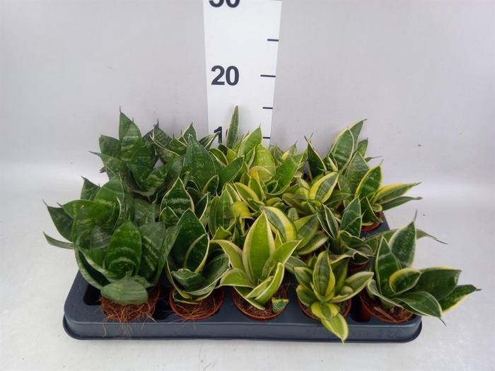 <h4>Sansevieria trifa.   ...</h4>