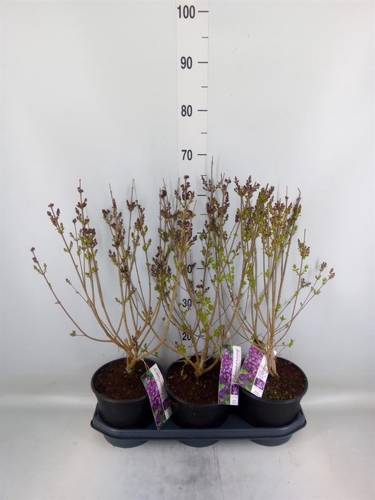 <h4>Syringa   ...</h4>