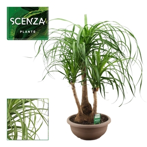 Beaucarnea vertakt 30 cm (Scenza)