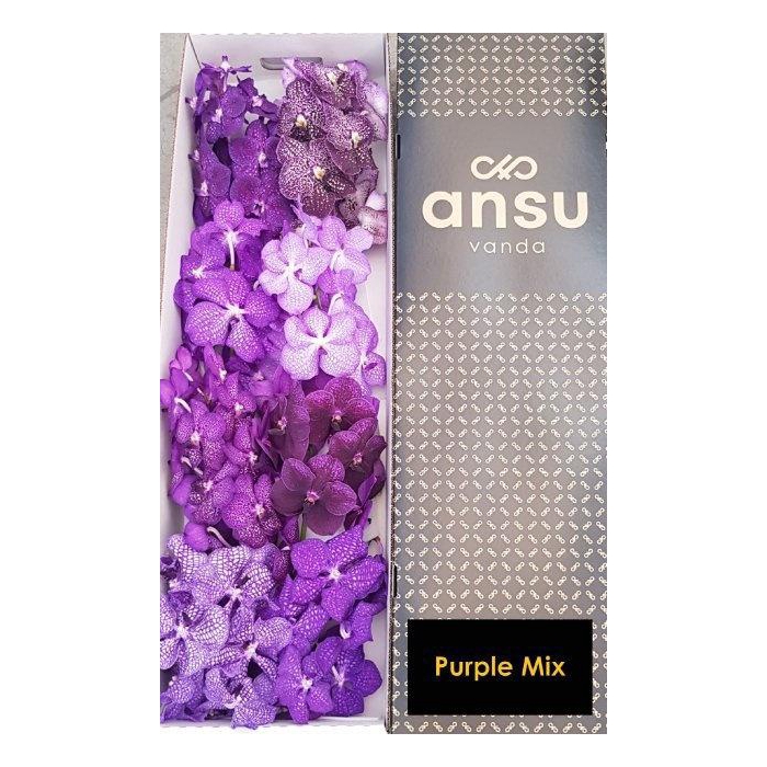 <h4>Vanda T Gemengd</h4>