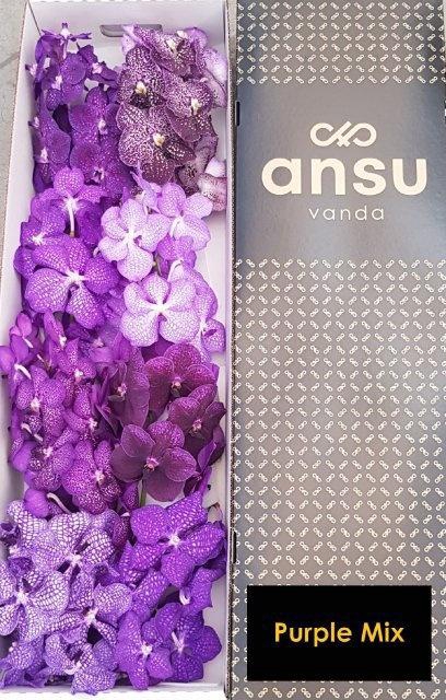 Vanda T Gemengd