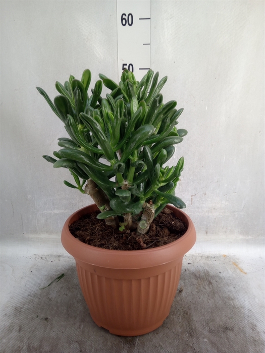 <h4>Crassula ovata 'Horn Tree Red'</h4>