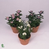 Aster  'Crown'   ...mix