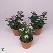 Aster  'Crown'   ...mix