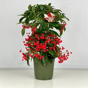 Ardisia crenata Bospremium Red 2025