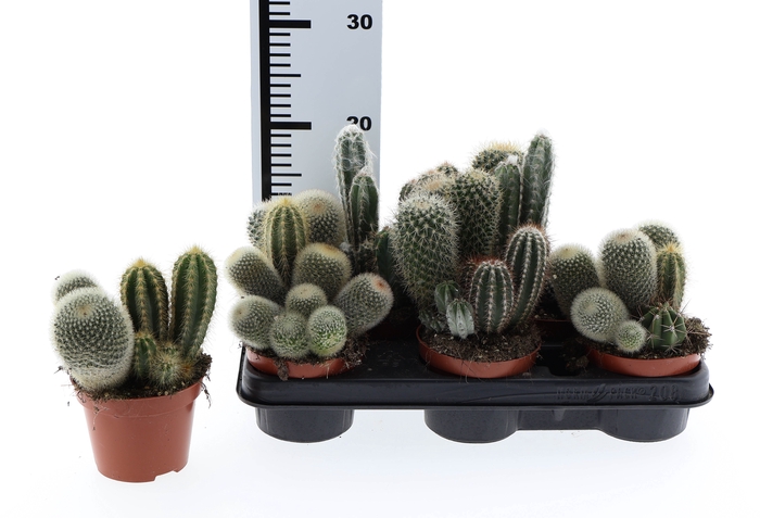 <h4>CACTUS GEM</h4>