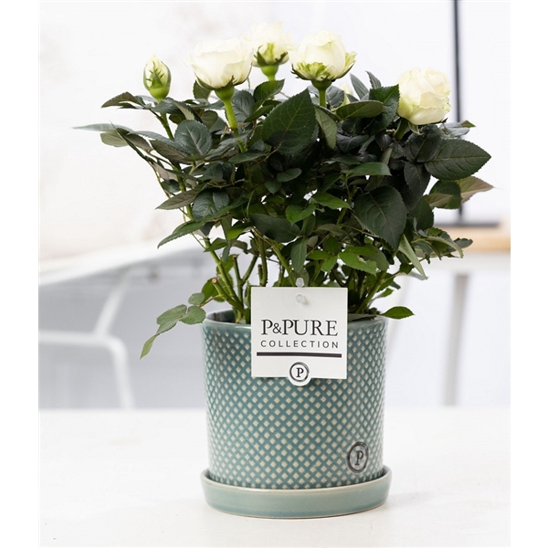 <h4>Rosa white in P&PURE Lauren ceramics</h4>