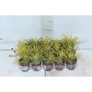 BROMELIA TILLANDSIA IONANTHA VB P05