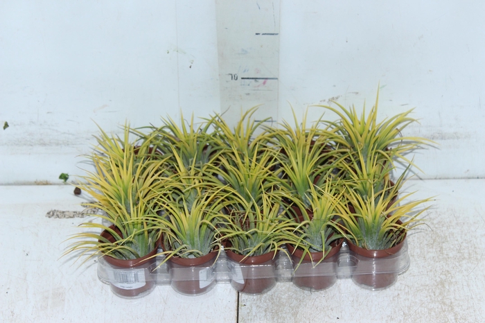 <h4>BROMELIA TILLANDSIA IONANTHA VB P05</h4>