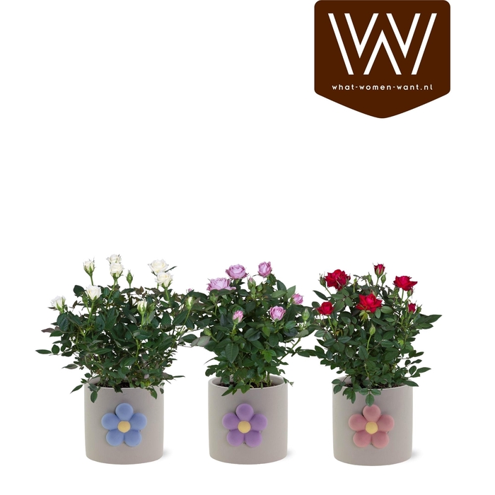 <h4>ARR ROSA POT</h4>