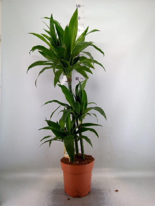 <h4>Dracaena frag. 'Janet Craig'</h4>
