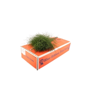 Tree Fern ( Orange Box )
