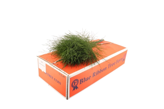 Tree Fern ( Orange Box )