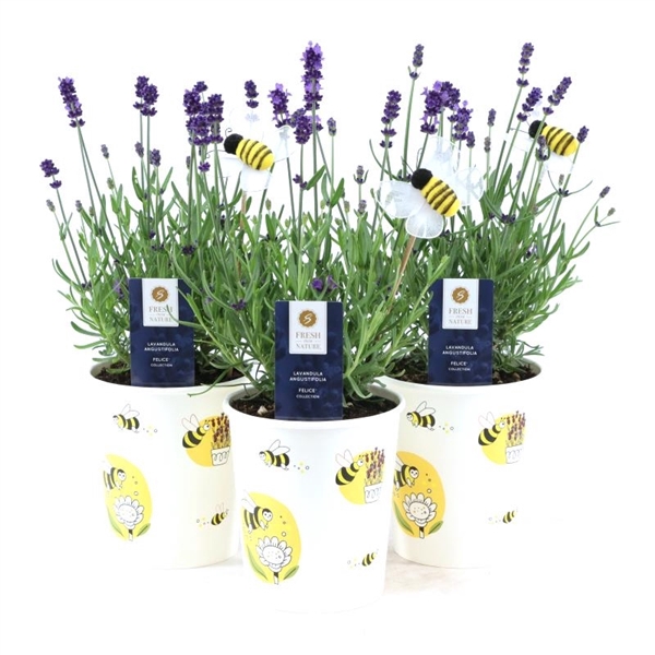 <h4>Lavandula ang. 'Felice'® Collection P12 in Cup Bee + Bee</h4>