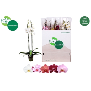 PHAL GEM 5 KL
