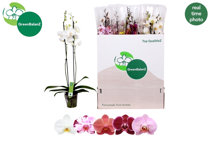 <h4>PHAL GEM 5 KL</h4>
