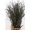 Larix Takken Fresh 130cm P Bunch