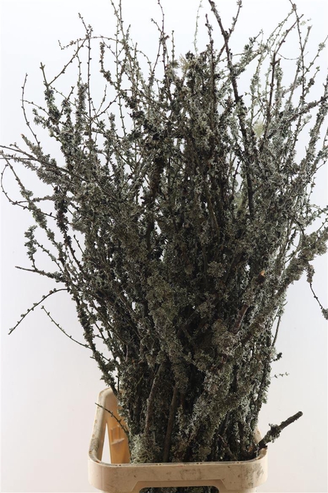 Larix Takken Fresh 130cm P Bunch