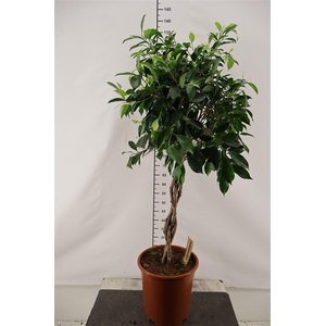 Ficus 27 Cm. P. Nitida Vlecht 130 Cm. Hoog