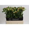 Paeonia Coral Charm