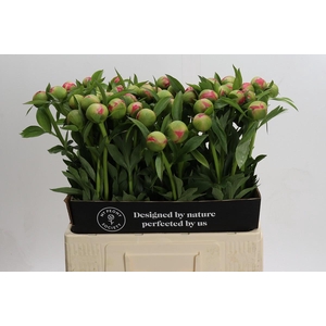 Paeonia Coral Charm