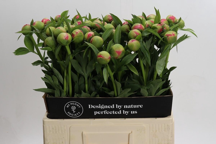 <h4>Paeonia Coral Charm</h4>