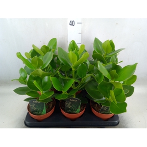 Clusia rosea 'Princess'