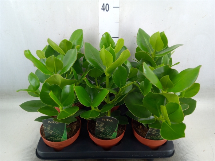 <h4>Clusia rosea 'Princess'</h4>