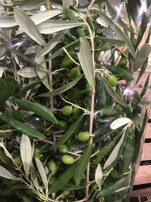 <h4>WILD THYME SHORT</h4>