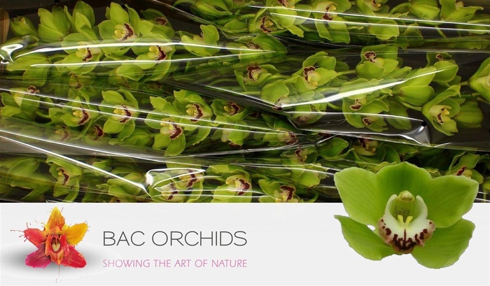 <h4>Cymb T Ali Anderson</h4>