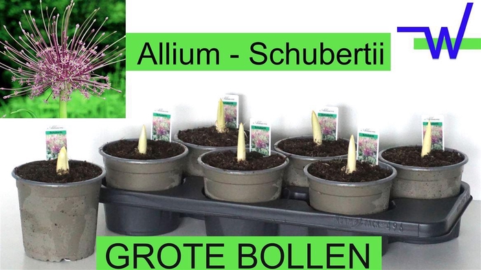 <h4>Alli Schubertii</h4>