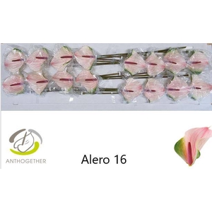 Anthurium alero