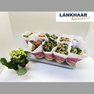 KAL GE PERF GEM 5 KL